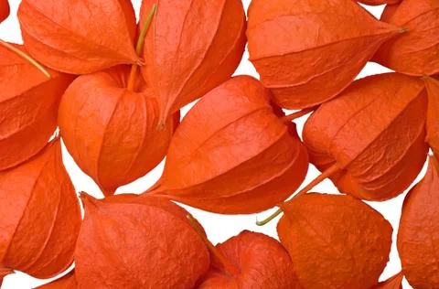 Physalis. Stock Photos