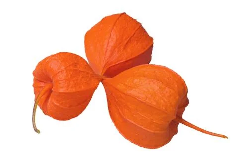 Physalis. 스톡 사진