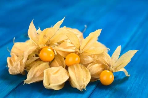 Physalis Stock Photos