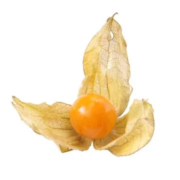 Physalis Stock Photos