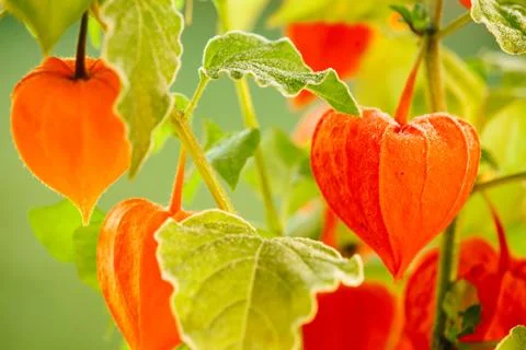 Physalis Stock Photos