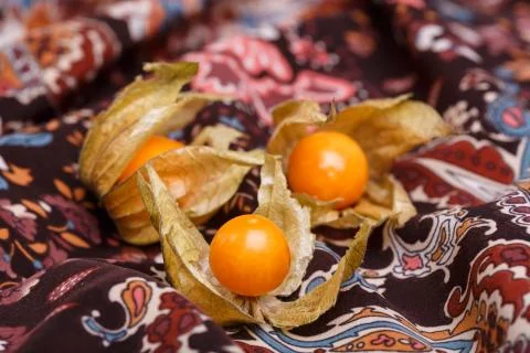 Physalis Stock Photos