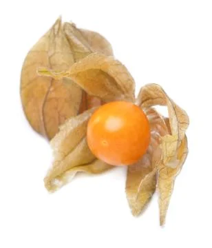 Physalis Stock Photos