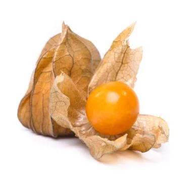 Physalis Stock Photos