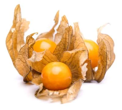 Physalis Stock Photos