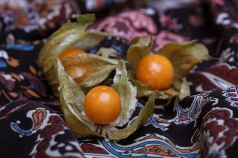 Physalis Stock Photos