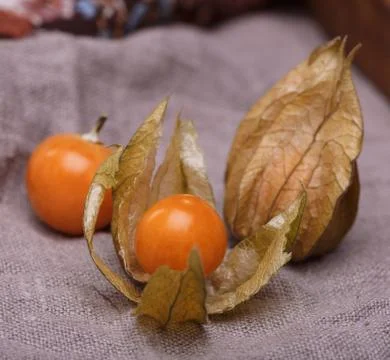 Physalis Stock Photos