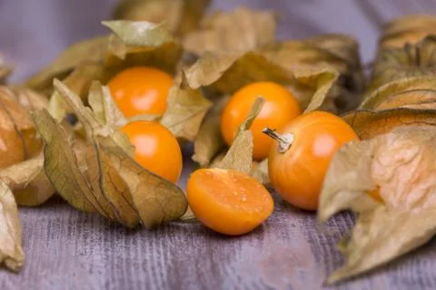Physalis Stock Photos
