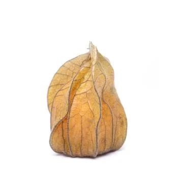 Physalis Stock Photos