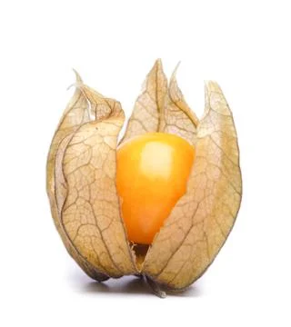 Physalis Stock Photos