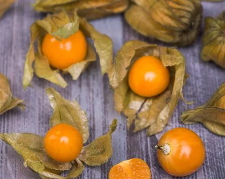 Physalis Stock Photos