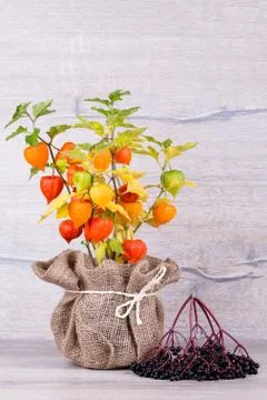 Physalis Foto stock