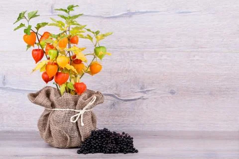 Physalis Stock-Fotos