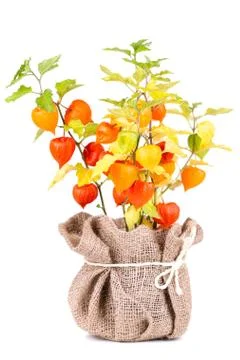 Physalis Foto stock