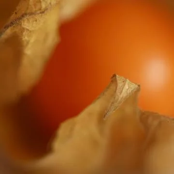 Physalis Stock Photos