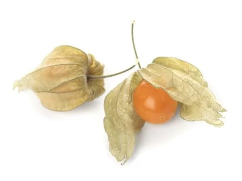 Physalis Stock Photos