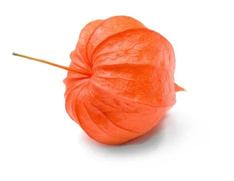 Physalis. Stock Photos