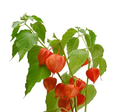 Physalis Stock Photos