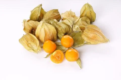 Physalis 写真素材