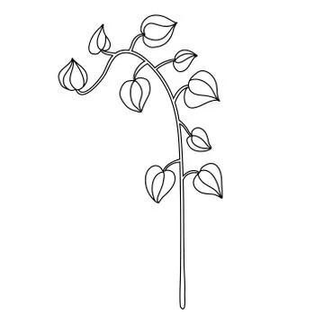 Physalis plant in doodle style. Stock Illustration