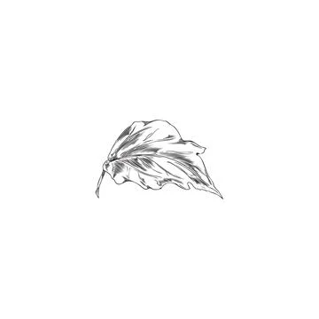 Physalis plant falling leaf engraved sketch icon. Hand drawn natural fragrant Stock Illustration