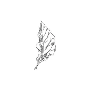 Physalis plant leaf engraved sketch icon. Hand drawn natural fragrant herbal  Stock Illustration