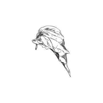 Physalis plant one leaf falling engraved sketch vector icon. Hand drawn natur Stock Illustration