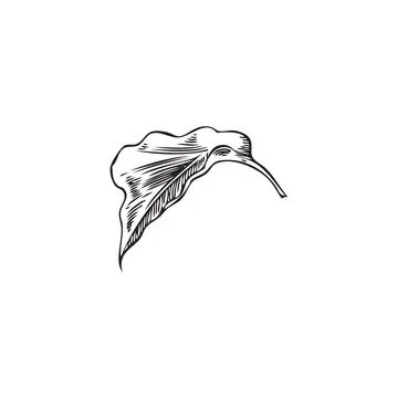 Physalis plant one leaf falling engraved sketch icon, natural herb foliage,.. Stock Illustration