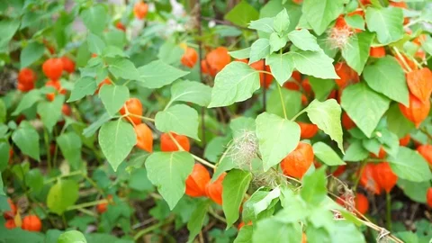 Physalis planted in a garden Stock Footage 115242604