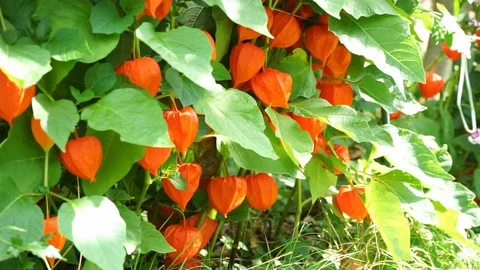 Physalis planted in a garden Stock Footage 115243039