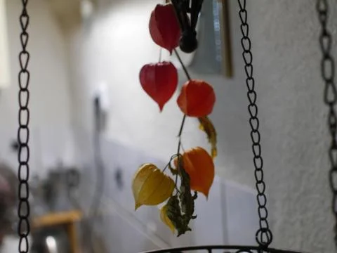 Physalis shells in front of a white wall with a hanging basket blurry Stock Photos