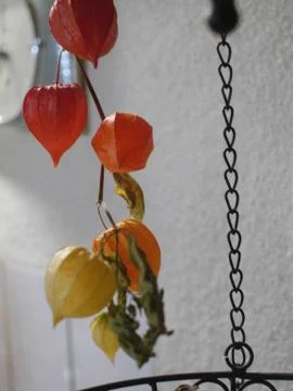 Physalis shells in front of a white wall with a hanging basket Stock Photos