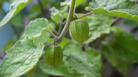 Physalis (slow motion) Stock Footage 205704586