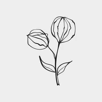 Physalis Stem Two Pods Line Art Ilustración de archivo