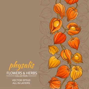 Physalis vector background Stock Illustration