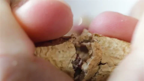 Physical force, hard to break with your hands peel peanut, walnut, extreme close Stock Footage 111737392