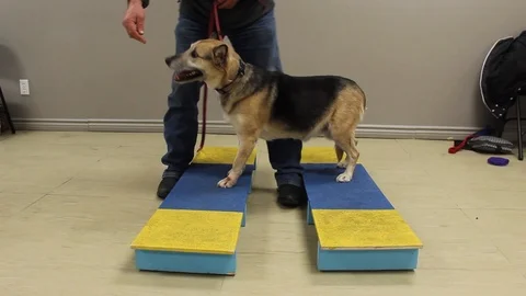 Pet Therapy Dogs Stock Videos – Royalty-Free HD & 4K Videos