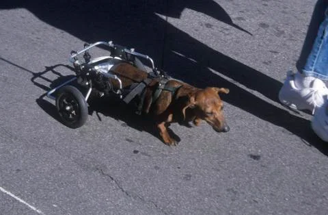 Physically challenged dachshund at the Doo Dah Parade, Pasadena, California Stock Photos