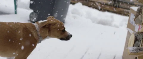 Physically disable dog limping in snow Stock Footage 68493979
