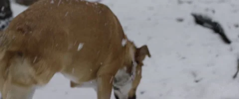 Physically disable dog running in snow Stock Footage 68494007
