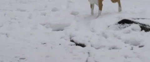 Physically disable dog running in snow Stock Footage 68494026