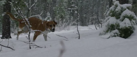Physically disabled dog limping in snow Stock Footage 68494040