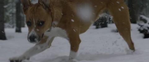 Physically disabled dog limping in snow Stock Footage 68494041