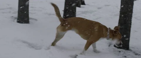 Physically disabled dog limping in snow Stock Footage 68494067