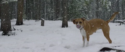 Physically disabled dog standing in snow Vidéo 68494027