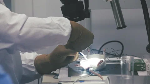 The physician operates the laboratory mouse Stock Footage 53069992