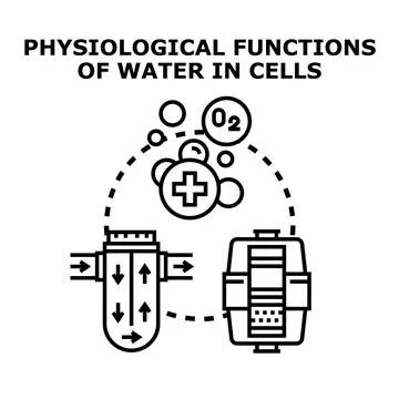 Physiological functions of water in cells concept 库存插图