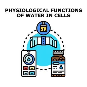 Physiological functions of water in cells concept 库存插图