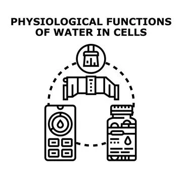 Physiological functions of water in cells concept Stock Illustration