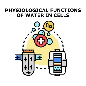 Physiological functions of water in cells concept 库存插图